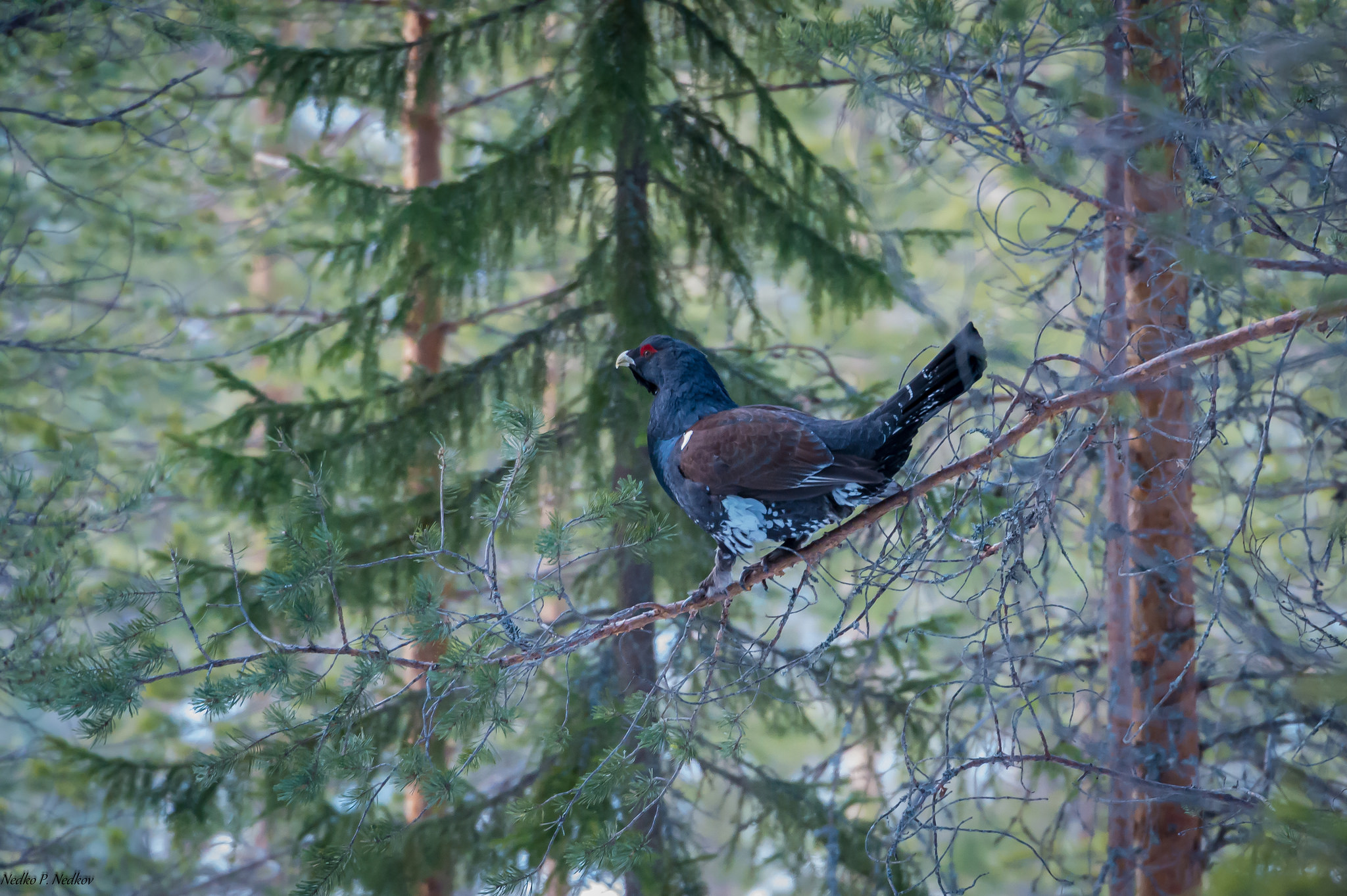 En tjäder